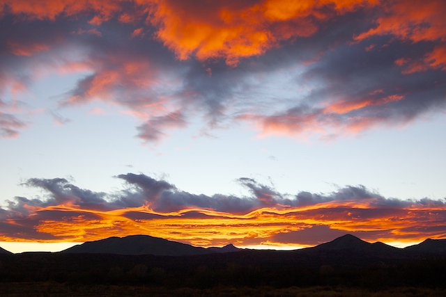 A Fascinating New Bird Appears