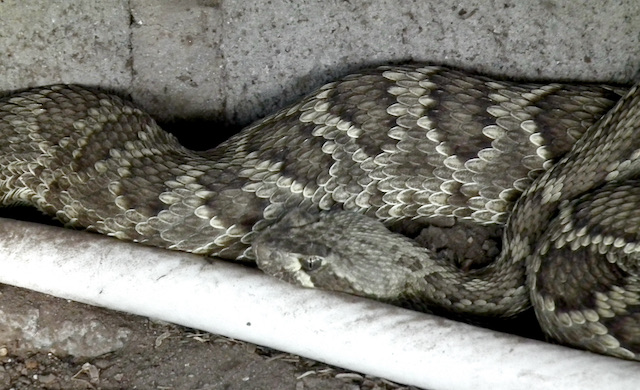 The World's Most Potent Rattlesnake at my Doorstep – RALPH WALDT
