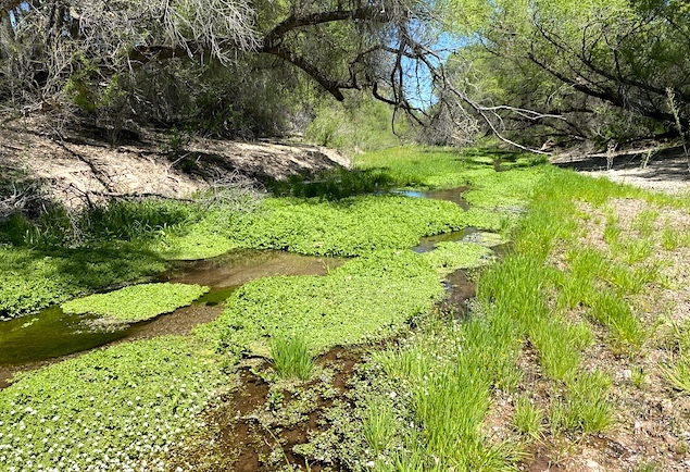 Rattlesnakes doing the Tango, a Rare Native Plant, Spring and Summer Images