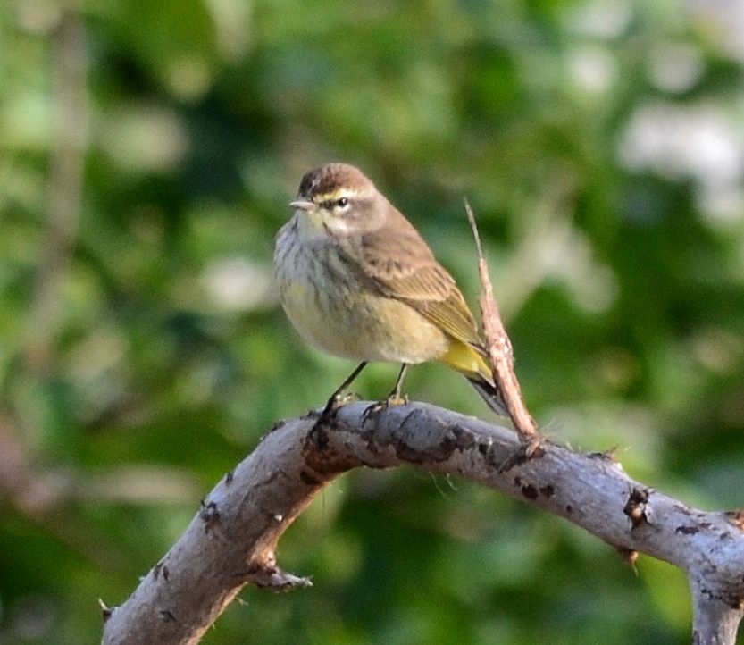 Palm Warbler