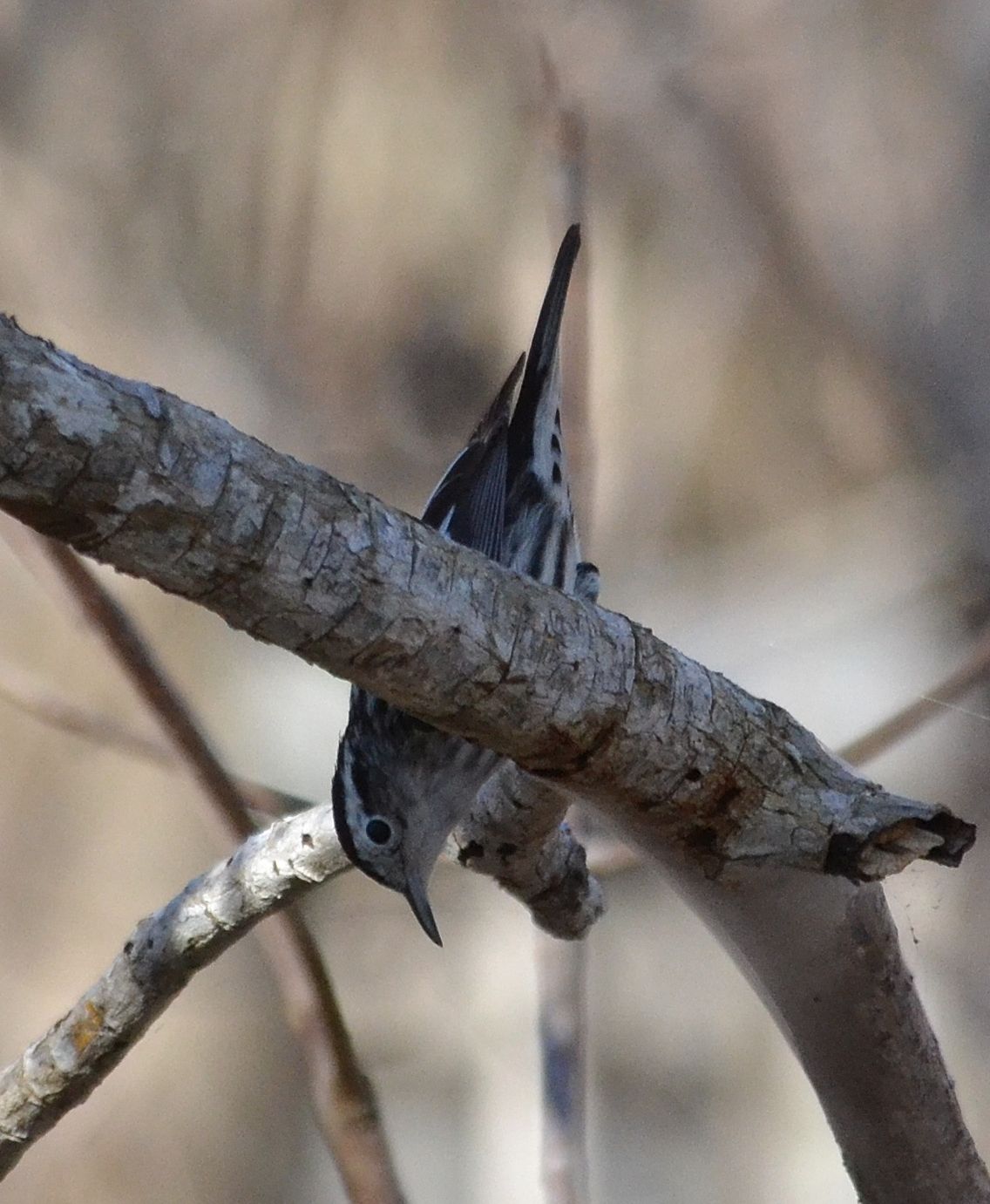 ... and a hidden one