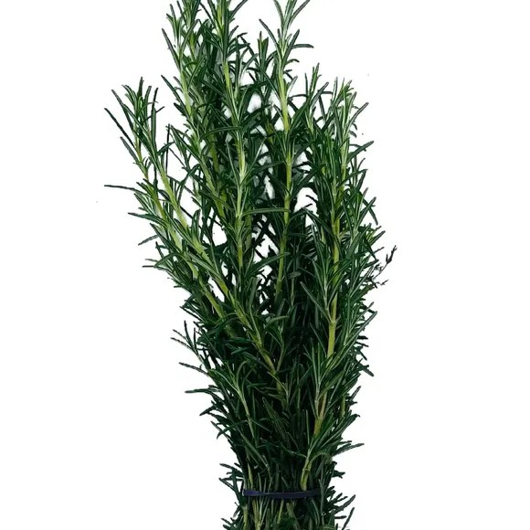 Rosemary (Coolibah) – Bunch