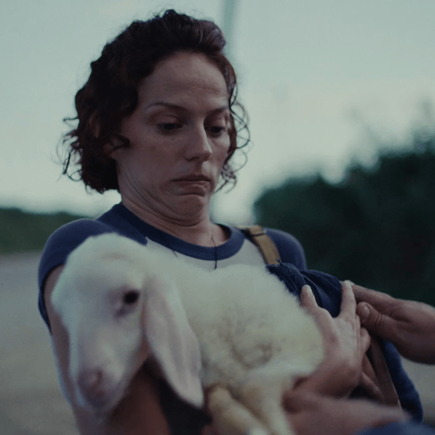 sheep