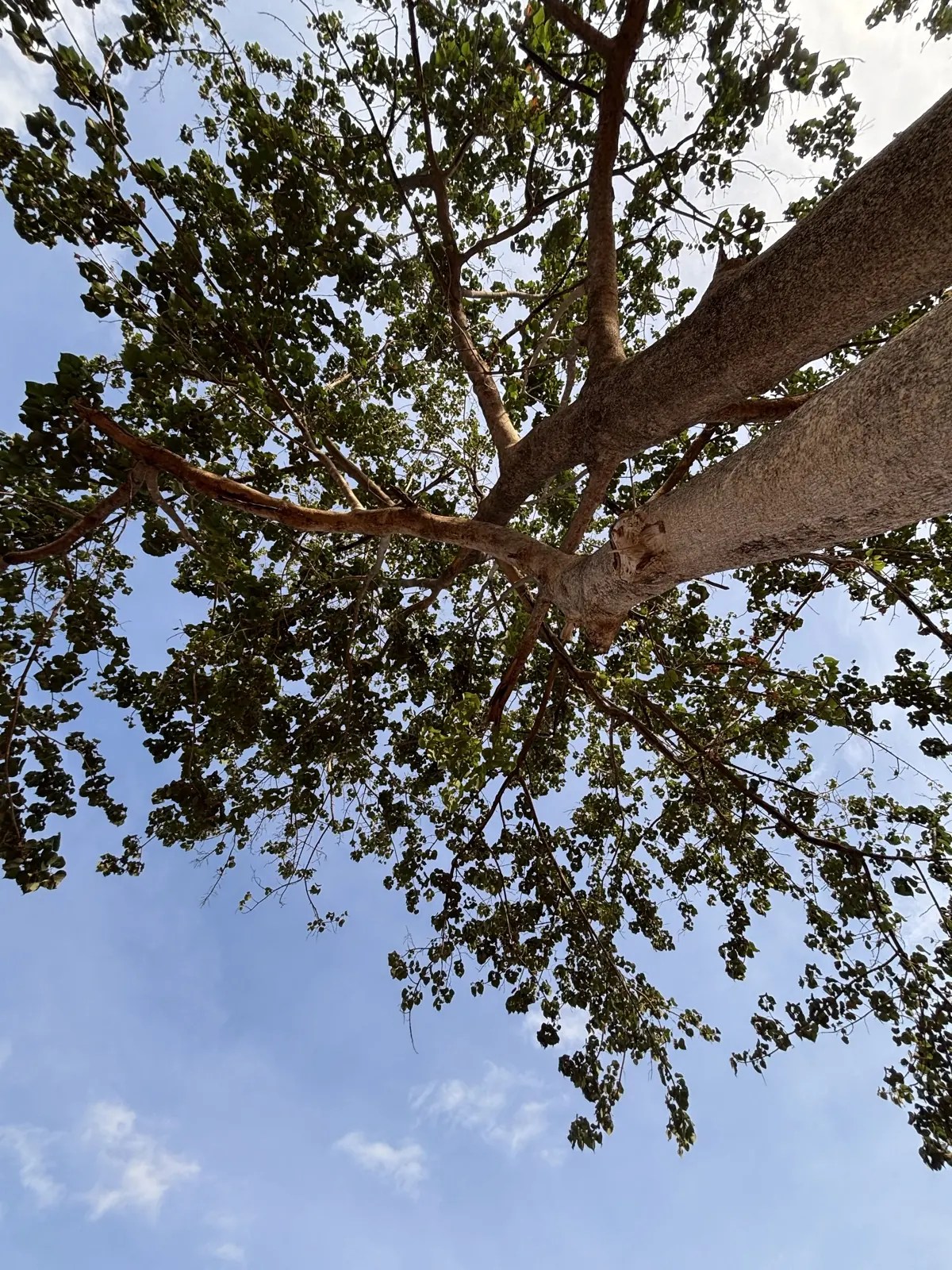 Looking up into the canopy of a mature tree against a blue sky at Rancho Santa Fe