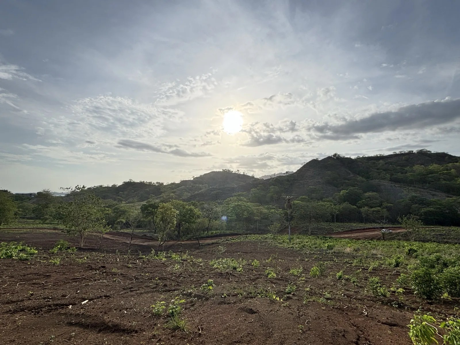 Cleared ground at Rancho Santa Fe with new planting coming through, hills and afternoon sun behind