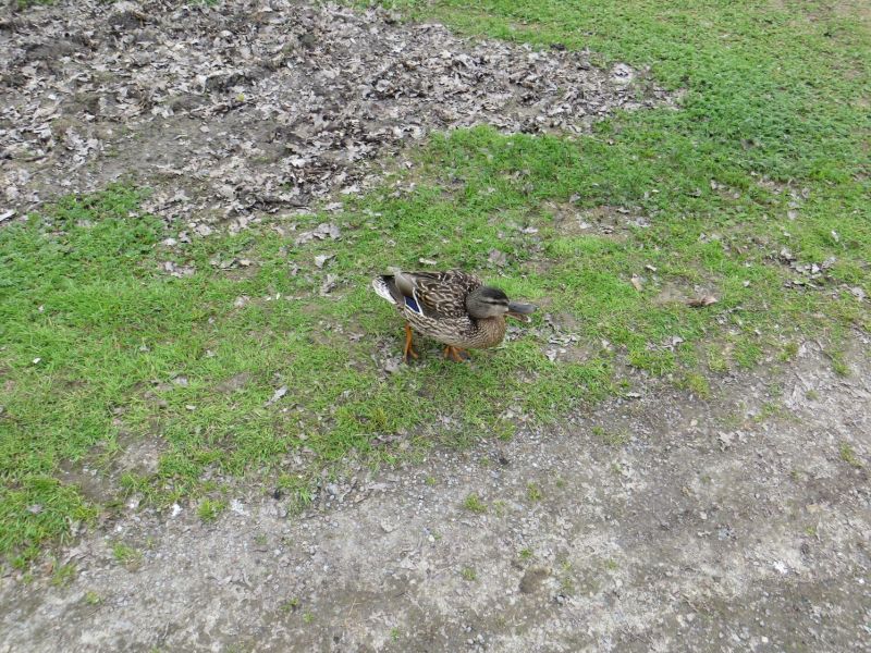 Gotsomeducks - Dark Image Collection - HD Quality