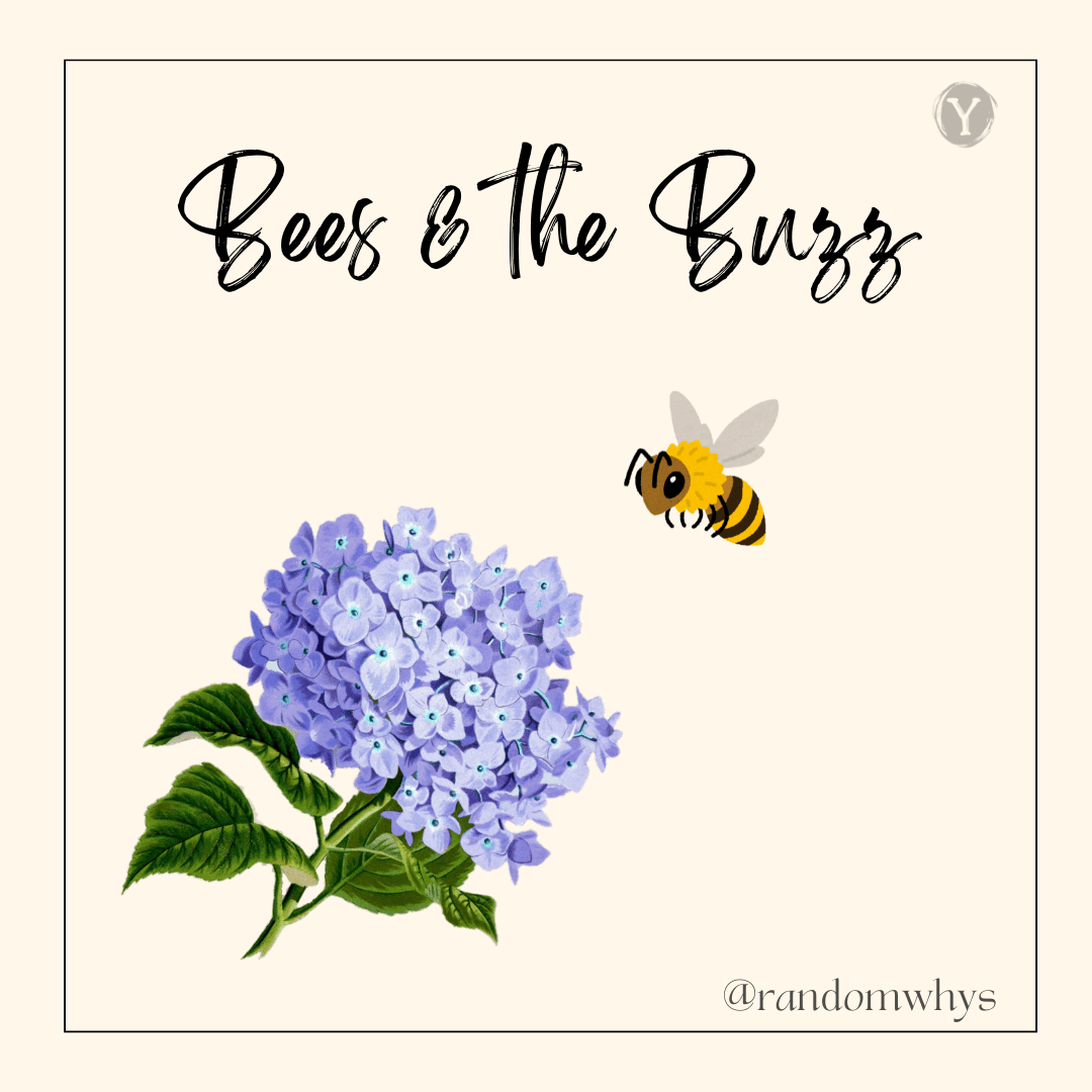 Bee moving towards a lavender flower with bees and the buzz title on a cream background