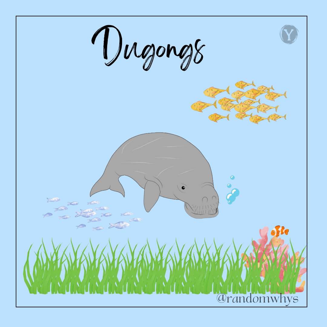 Climate Crisis: Seagrass and Dugong Survival!