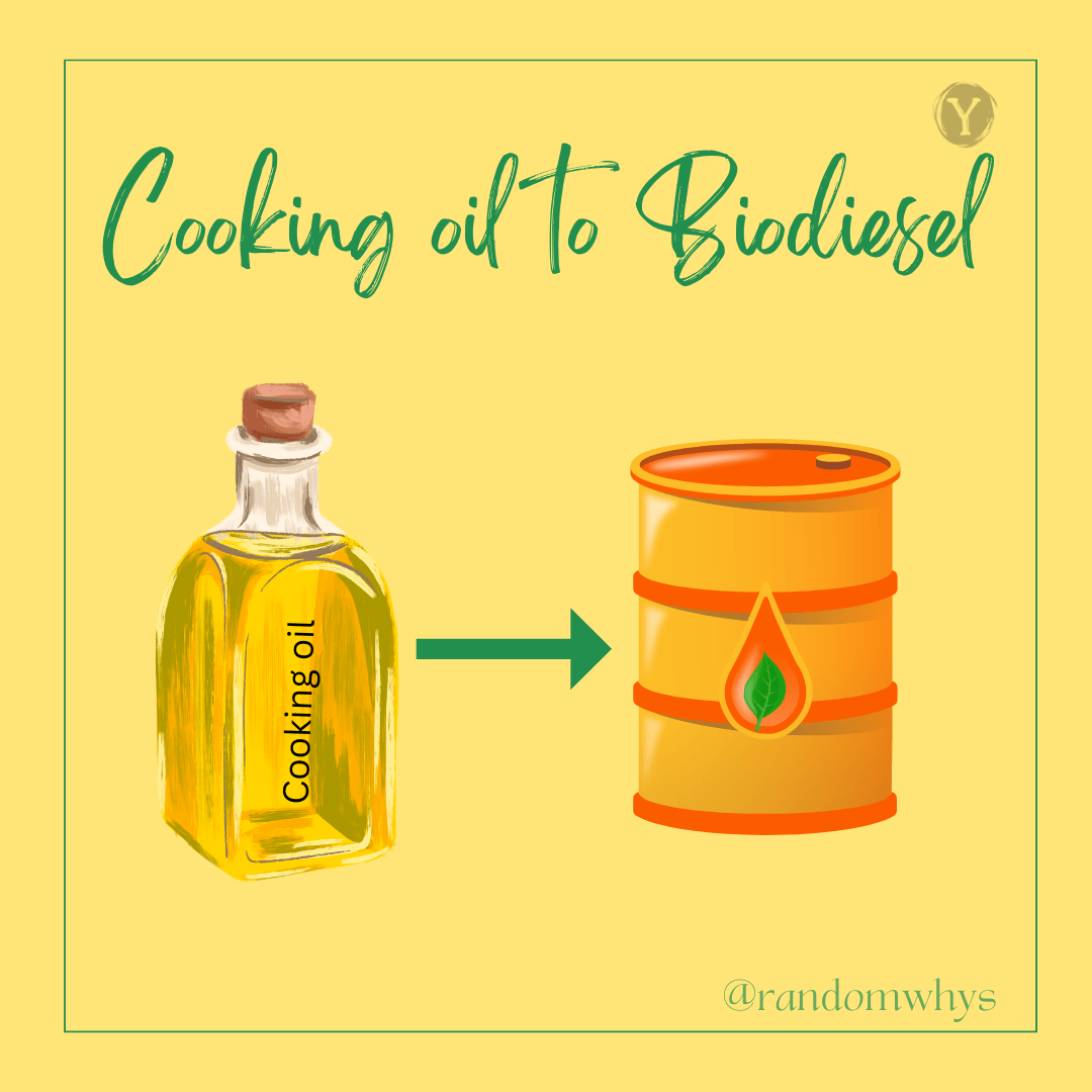 Illustration showing the process of converting cooking oil into biodiesel.