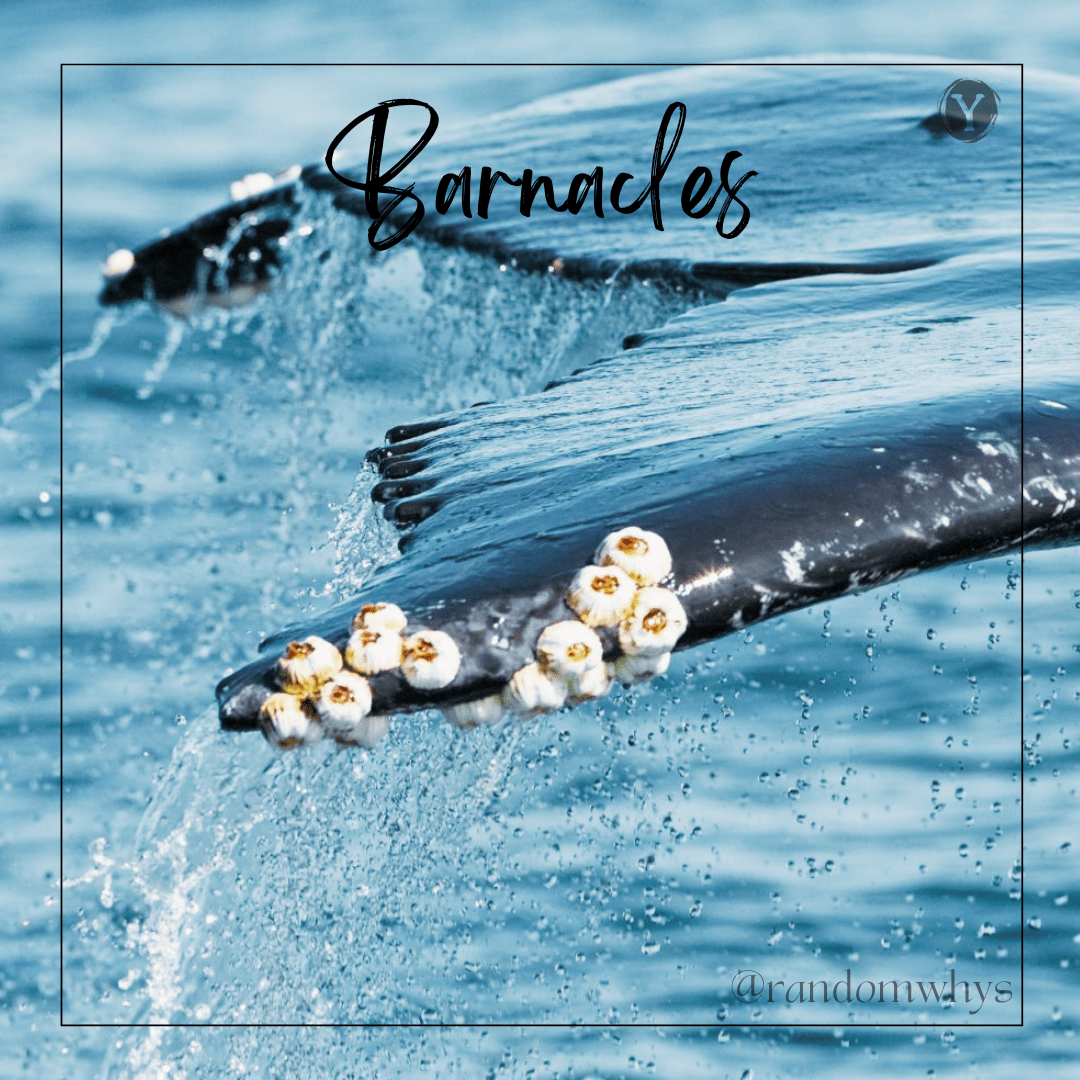 Barnacles and their annoying nature!