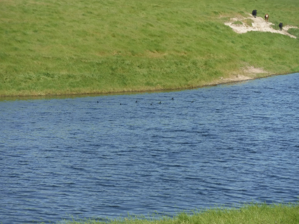 Image of pond on Cook Ranch