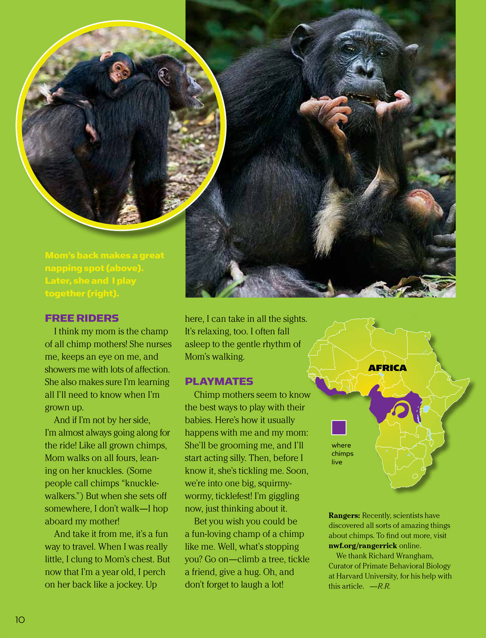 Chimpanzees - NWF | Ranger Rick