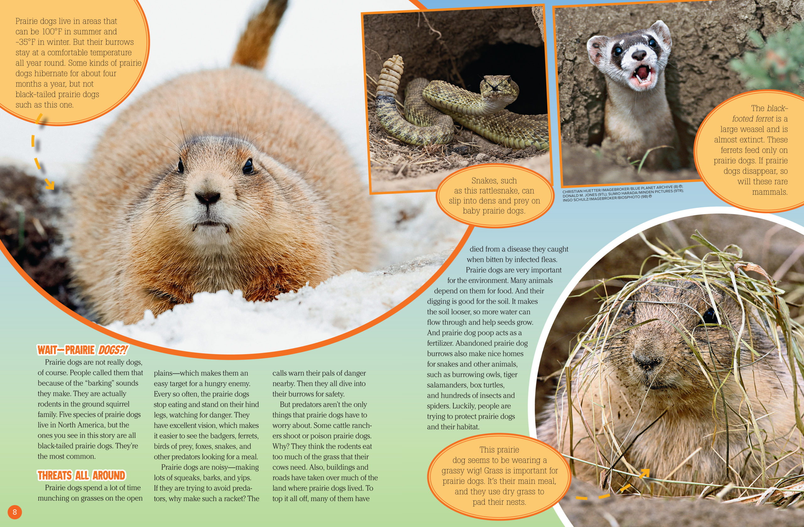 Unbelievable Differences Between Prairie Dogs & Gophers! - sckg9en
