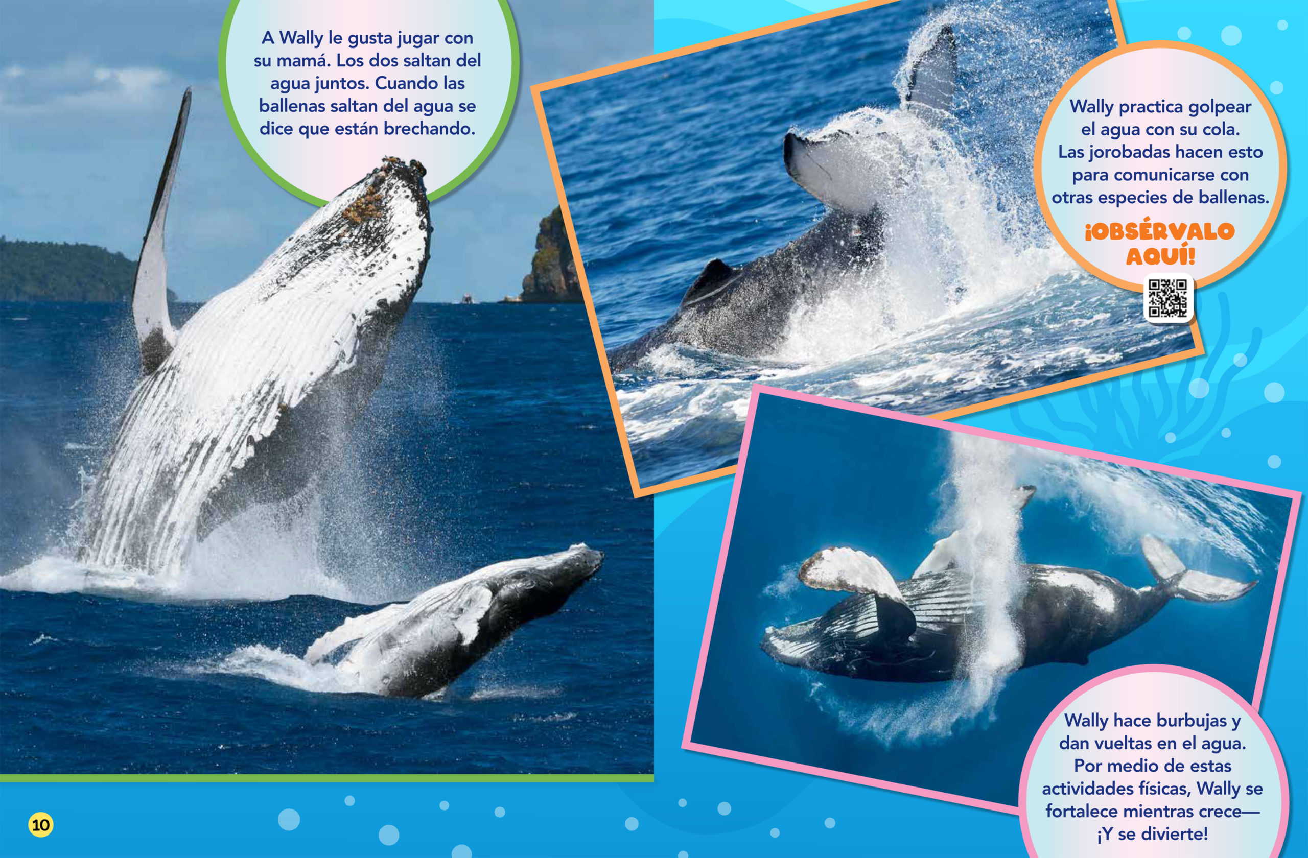 Whale Baby Spanish Translation NWF Ranger Rick whale-baby-spanish-translation-nwf-ranger-rick
