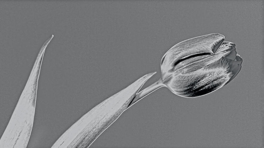 Solarization fine art photography