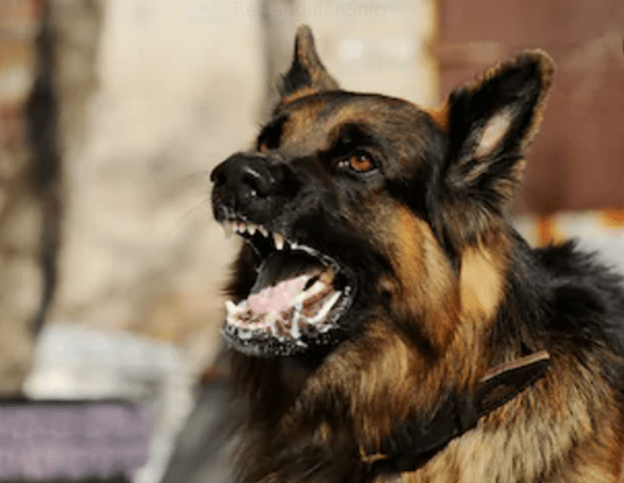 Eliminating Dog Mediated Rabies in India by 2030: Road Map Ahead