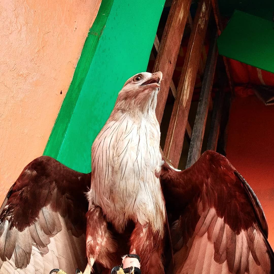 Seekor burung elang bondol yang menjadi maskot jakarta kecebur kali