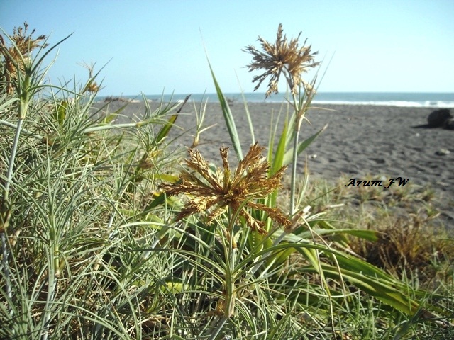 salah satu tumbuhan liar di Pantai Trisik. (Nggak tahu namanya ^^)