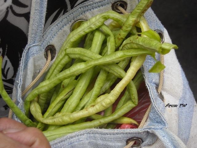 akhirnya Simbah dapat beberapa lembar kacang panjang :D