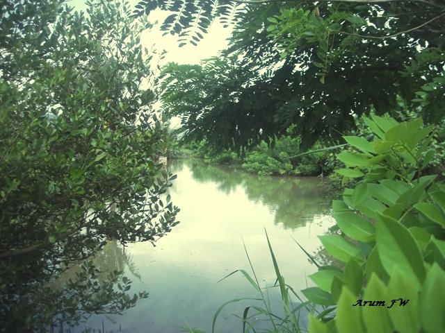hutan mangrove