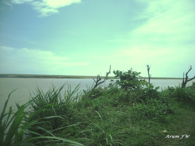 hutan mangrove