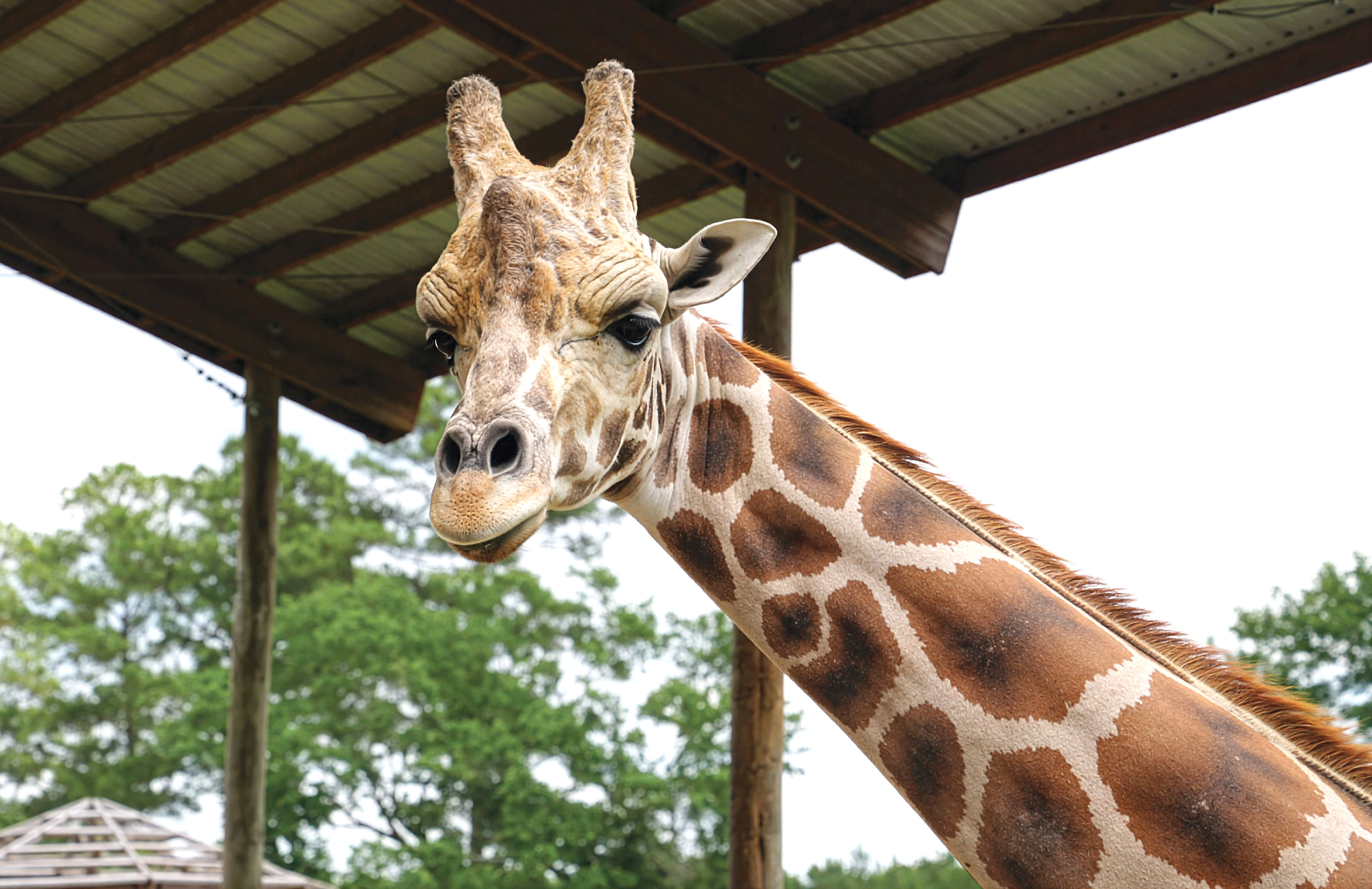 Small zoo, big goals in Broadway – THE RANT