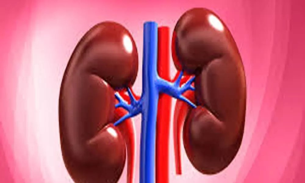 Renal Function Tests