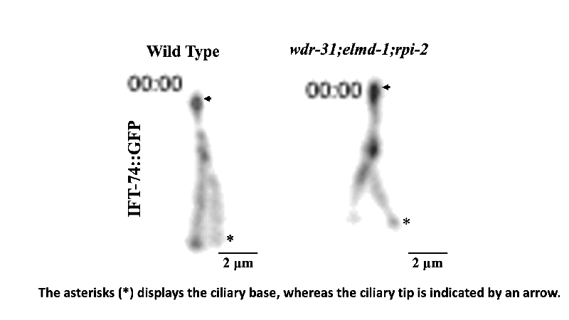 Github Ken Lau Lab Star Protocol - Colorful Texture Collection - Ultra HD Quality