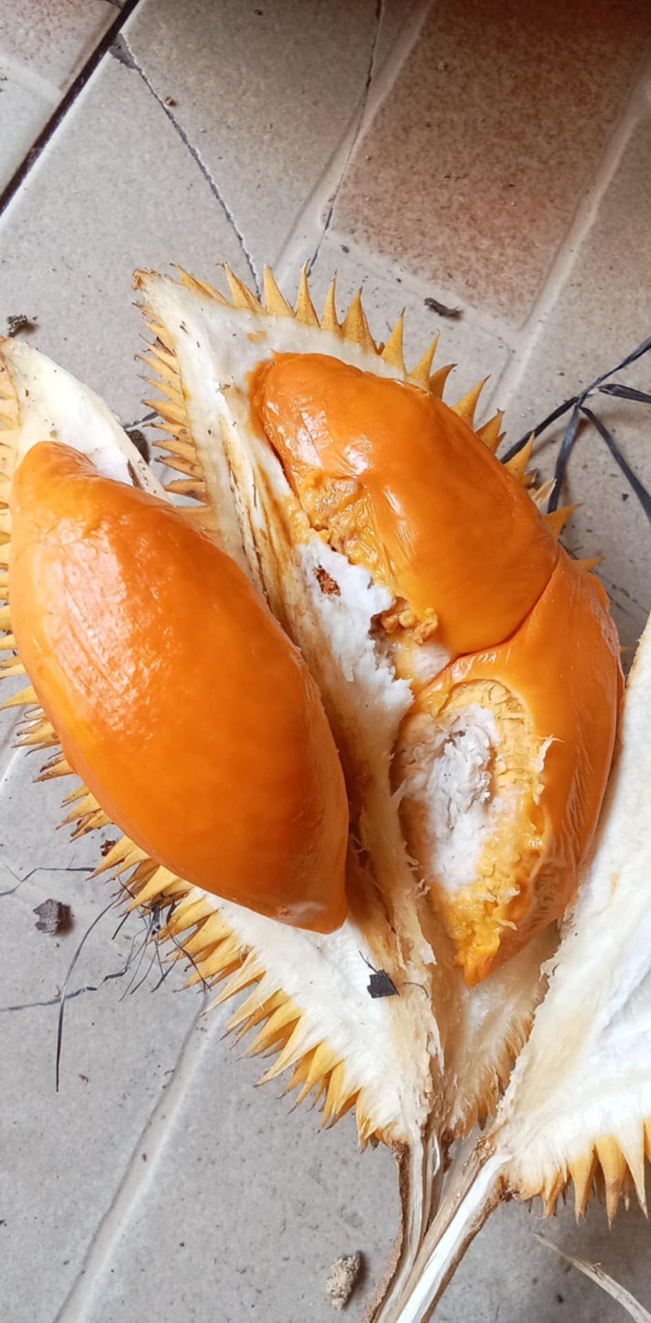 Durio Graveolens Yellow Flesh & Sweet - Always Shipping Best Plant