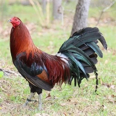 Cinnamon Queen Started Pullet For Sale - Healthy Ready-to-Lay Pullets
