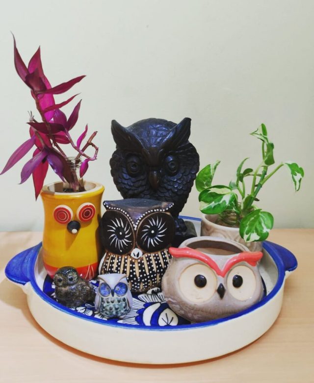 Nestasia owls planters with my existing collection of owls