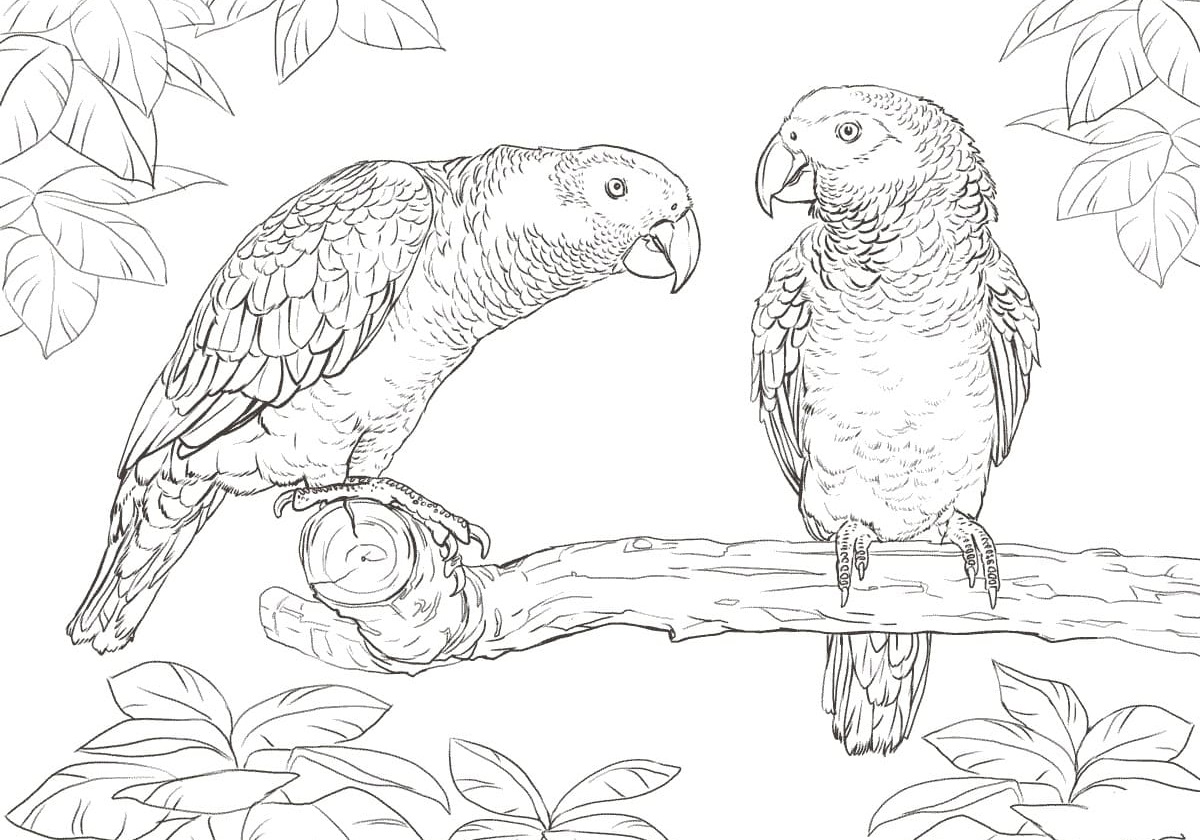 Coloring pages parrot. print for free for children, 100 images