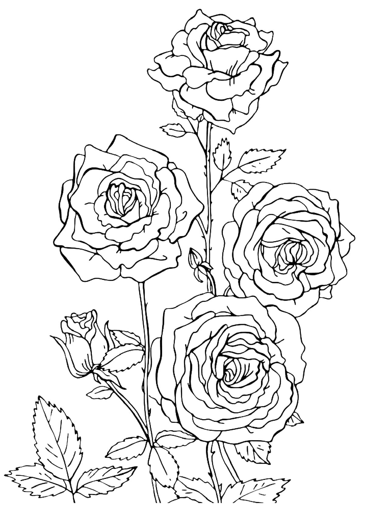 If you're not sure what kind of roses to send your special someone check out these rose color meanings for every type of bouquet. Rose Coloring Pages Print The Flower Queen Online