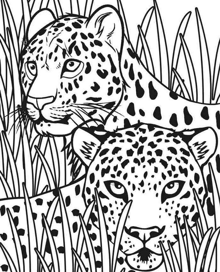 Enjoy, and have a nice. Cheetah Coloring Pages 100 Pictures Free Printable