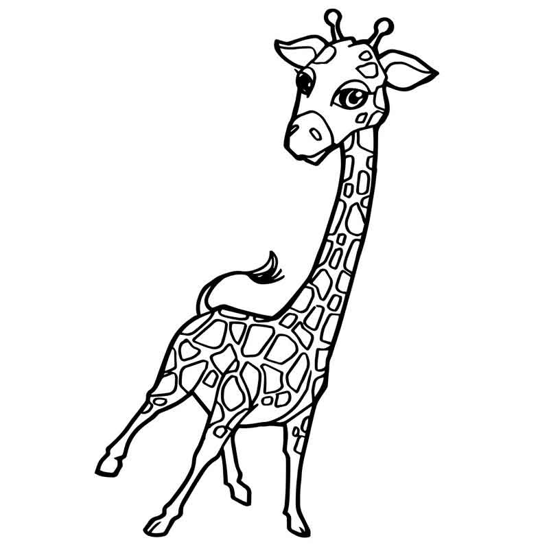 Select from 52647 printable coloring pages of cartoons, animals, nature, bible and many more. Giraffe Coloring Pages 100 Pictures Free Printable