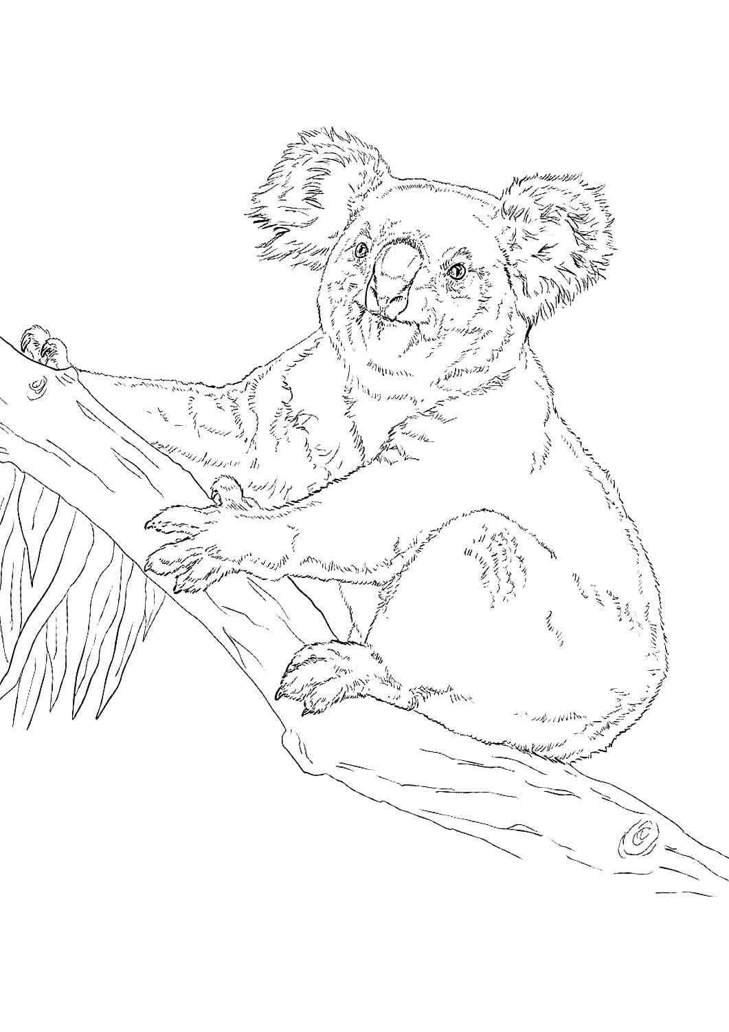 pic Realistic Koala Coloring Pages koala coloring pages 100 pictures