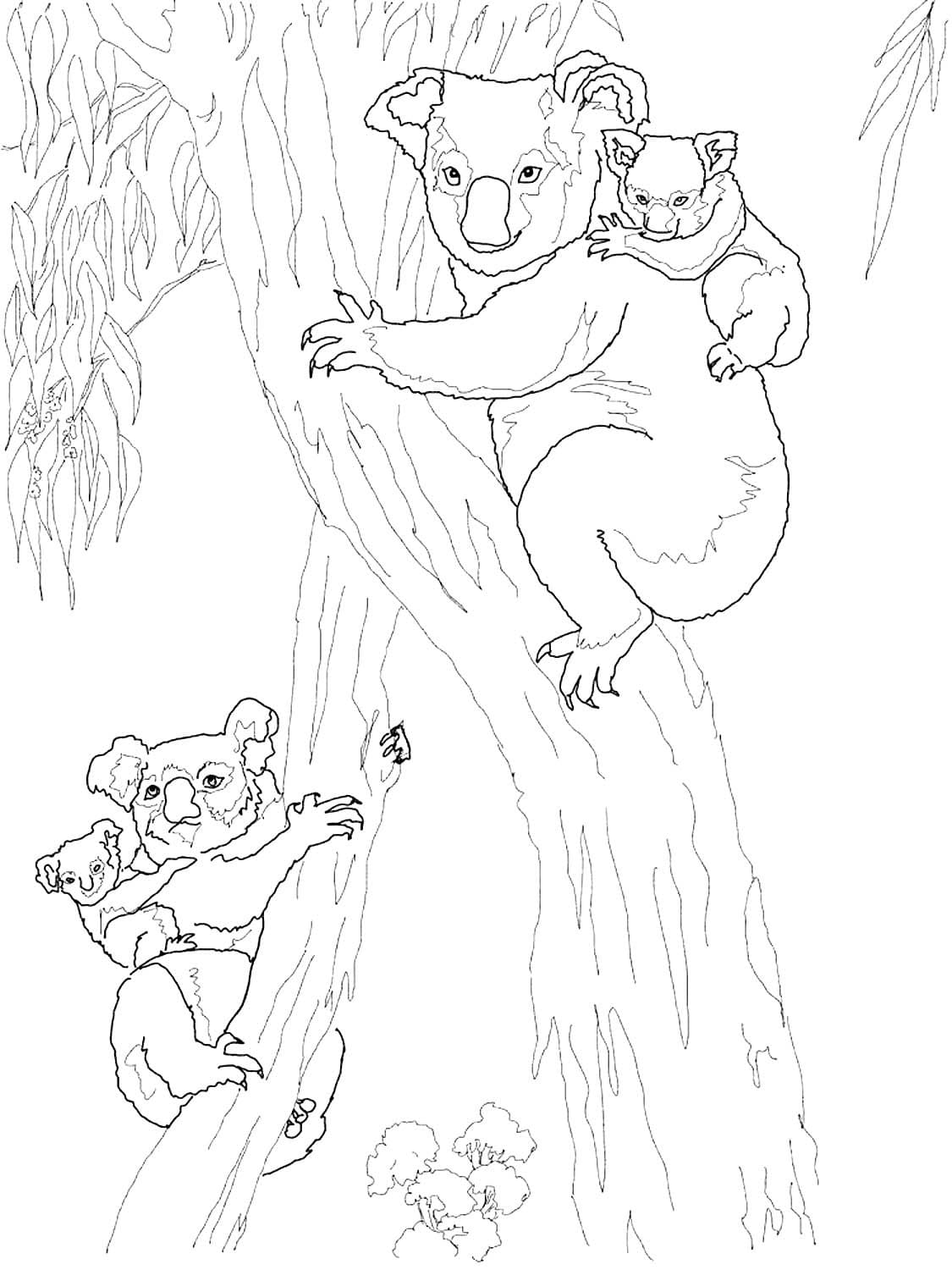pics Realistic Koala Coloring Pages koala coloring pages 100 pictures