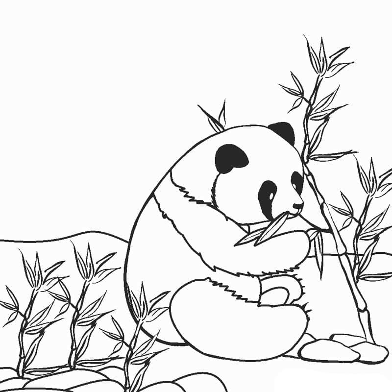 panda coloring pages 100 pictures free printable