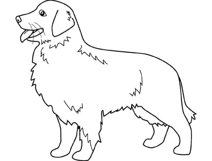 Golden retriever coloring page 7 pics of . Pets Coloring Pages