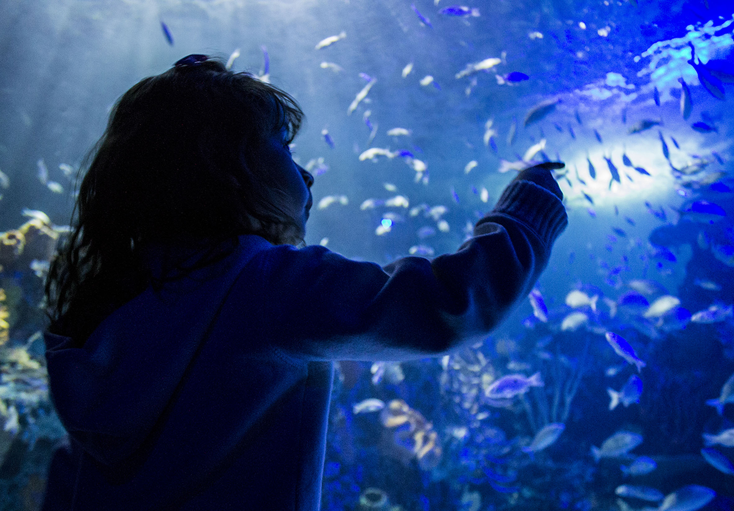 Acuario
