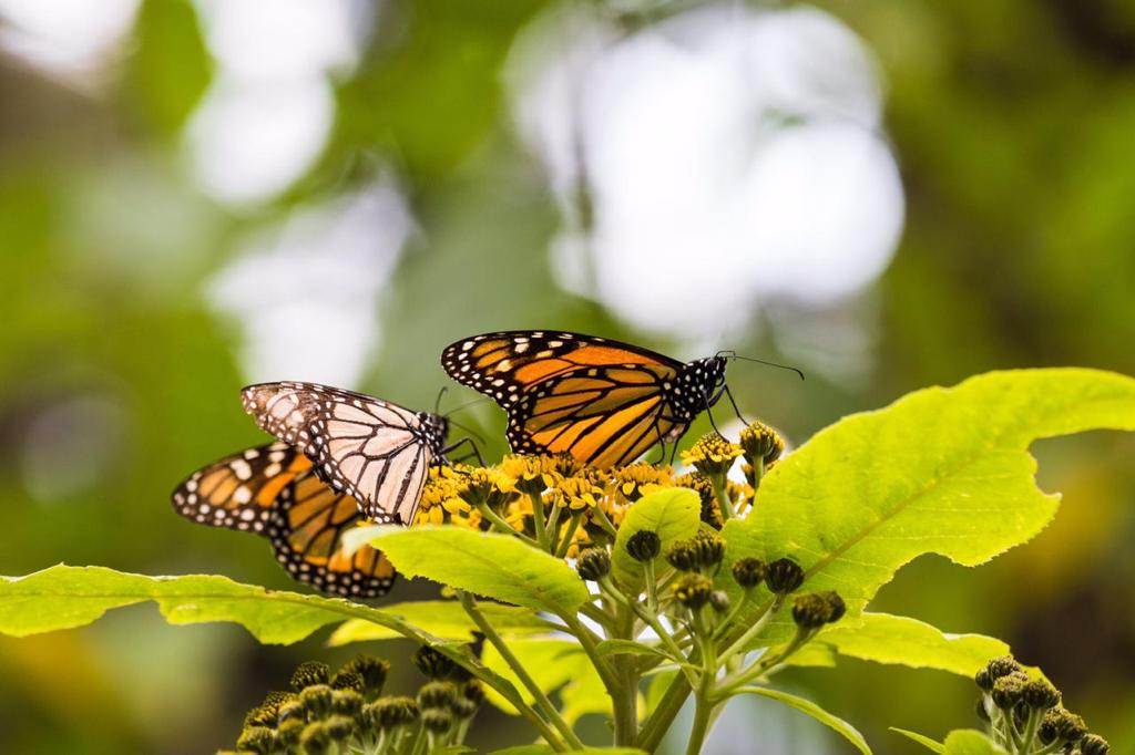 Mariposa monarca 2