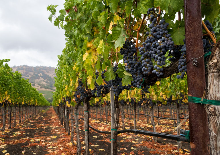 vinedo