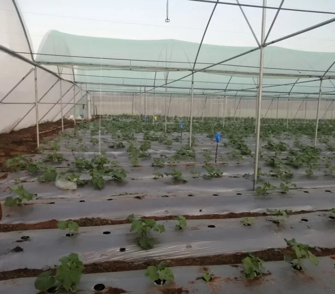 Greenhouse Construction