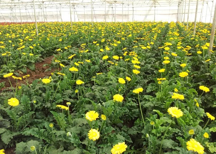 planting material 5