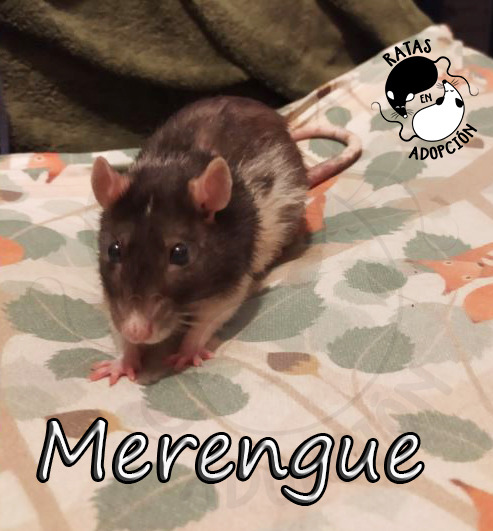 Merengue Merengue