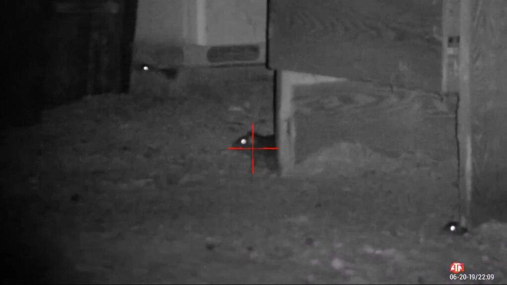 InfraRood afbeelding van een Rat door een ATN richtkijker