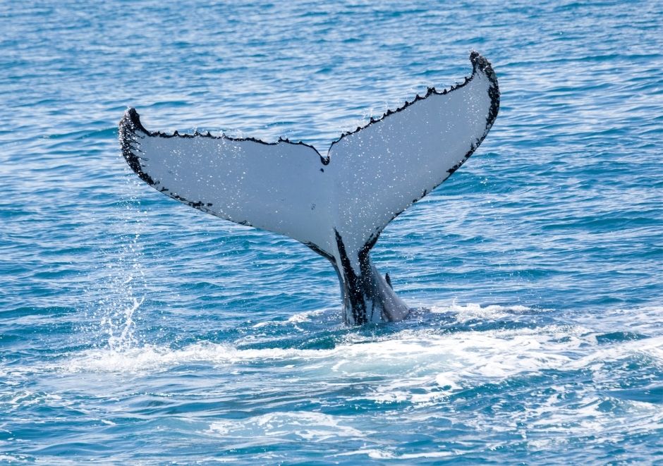 ballena costa capricornio