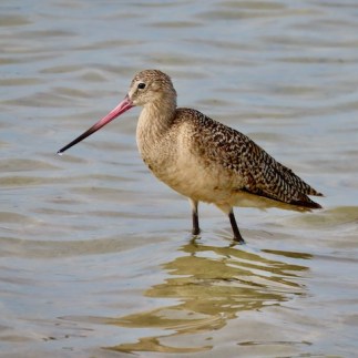 Marbled Godwit