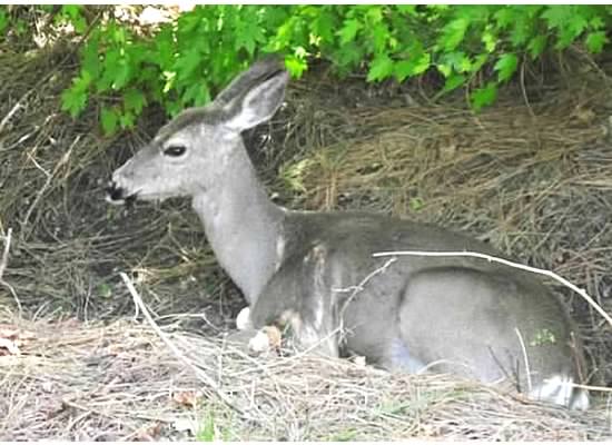 Curry Village, 2012.