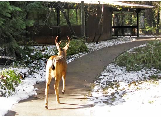 Yosemite Valley, 2015.